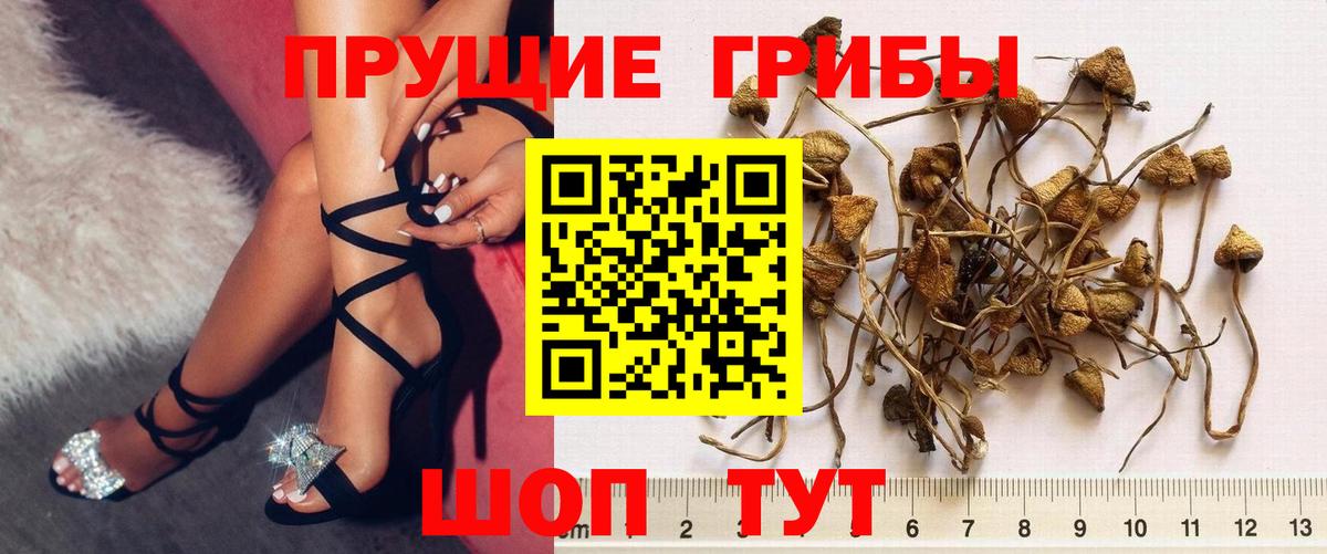 Псилоцибиновые грибы Psilocybine cubensis Новоуральск