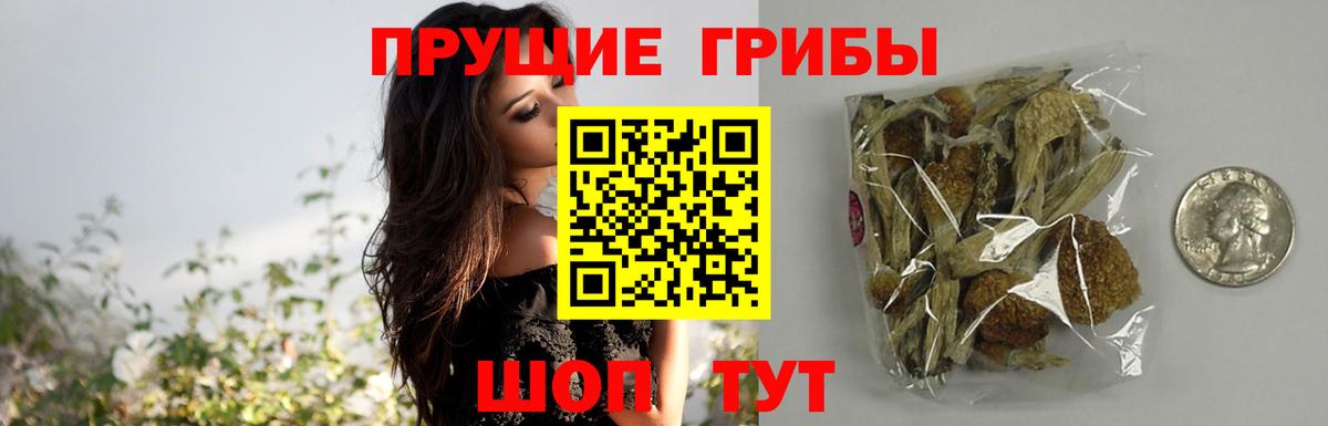Псилоцибиновые грибы GOLDEN TEACHER  Псилоцибиновые грибы ЛСД  Вход с VPN  цена наркотик  Новоуральск 
